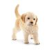 Schleich 16396 Golden Retriever kölyök figura